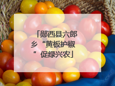 郧西县六郎乡“黄板护椒”促绿兴农